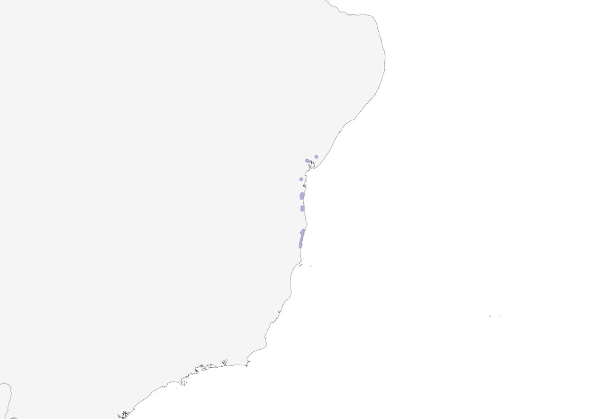 Bahia Antwren, Distribution 1