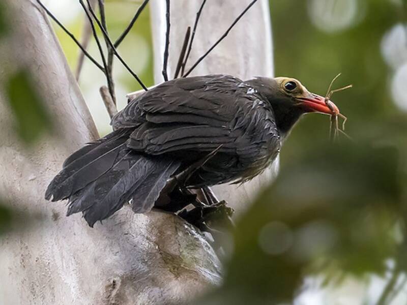 Bare-headed Laughingthrush, Photos 3