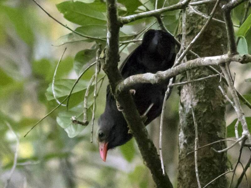 Bare-headed Laughingthrush, Photos 4