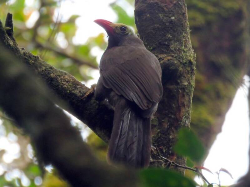 Bare-headed Laughingthrush (Melanocichla calva)