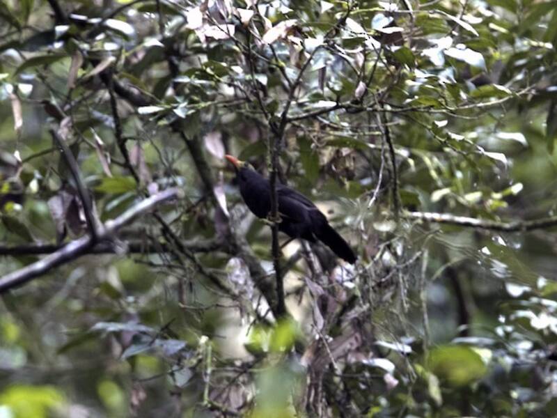 Bare-headed Laughingthrush, Photos 2