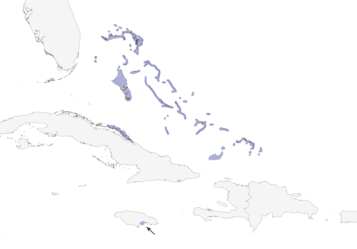Mimo delle Bahamas, Distribuzione 1