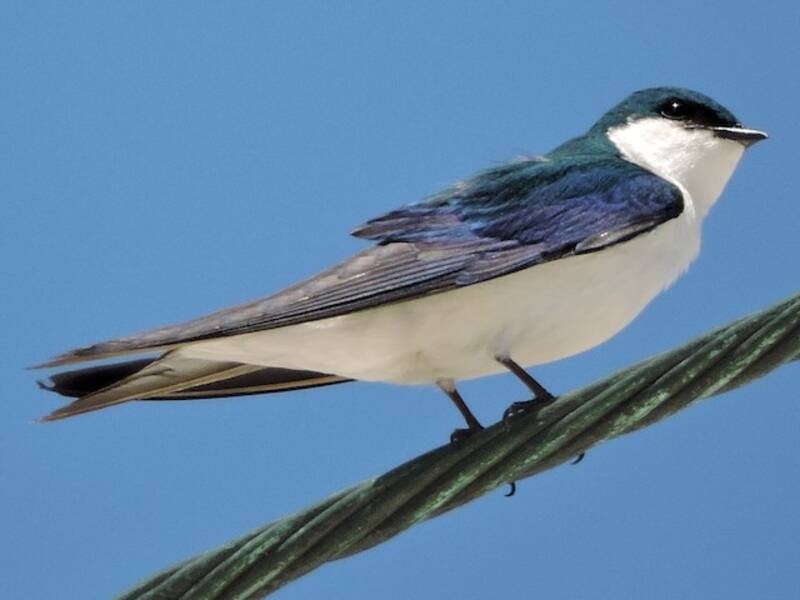 Hirondelle des Bahamas