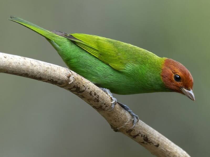 Bay-headed Tanager, Photos 3