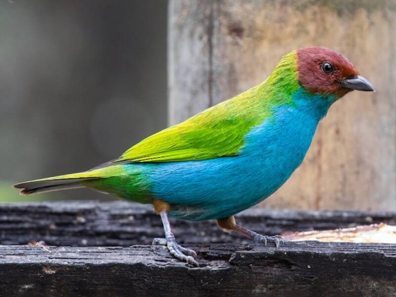 Bay-headed Tanager