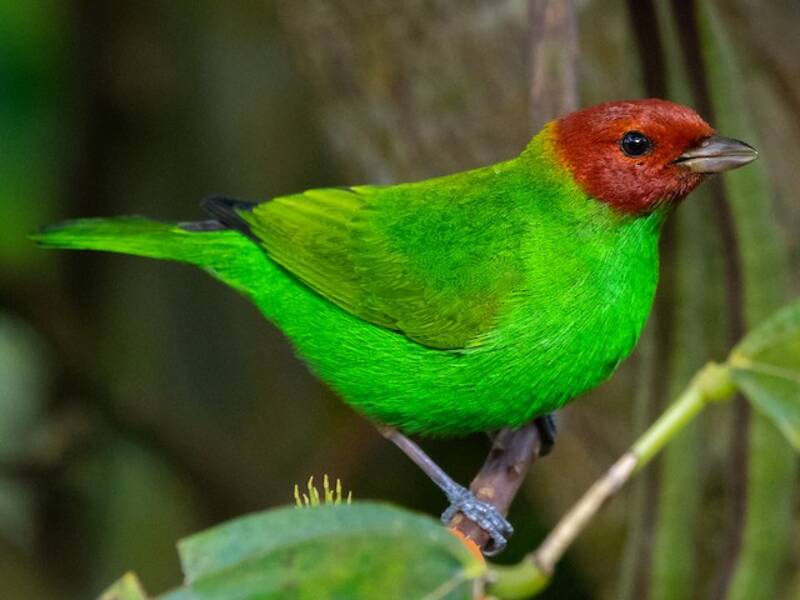 Bay-headed Tanager, Photos 2