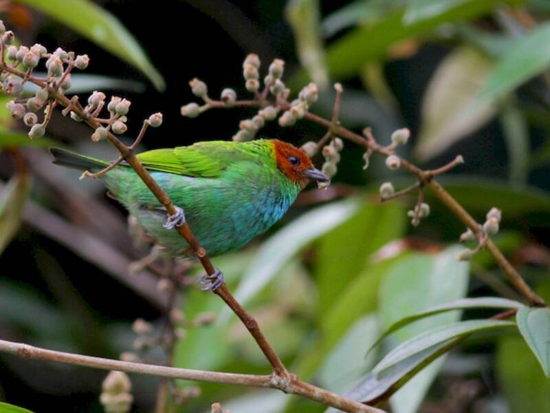 Bay-headed Tanager, Photos 4