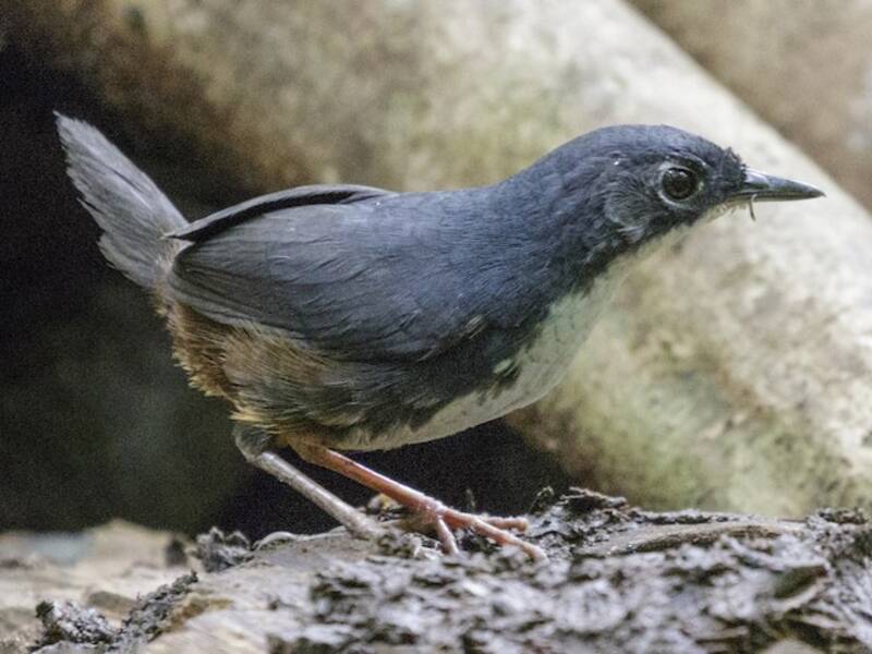 Bahia-Tapaculo, Fotos 3