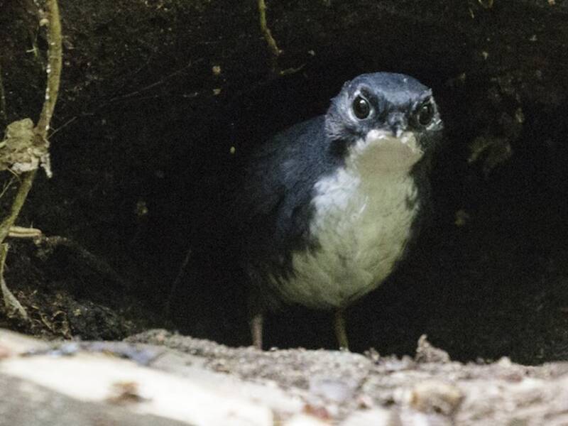 Bahia-Tapaculo, Fotos 2