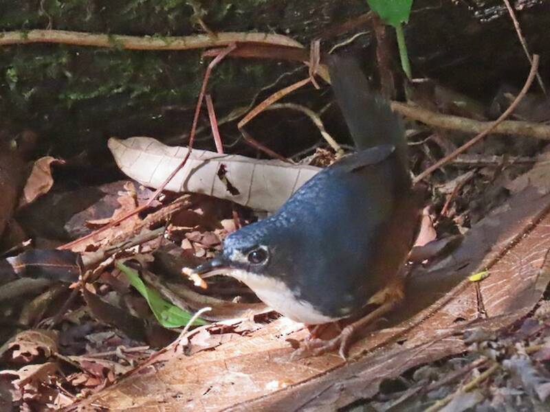 Bahia Tapaculo