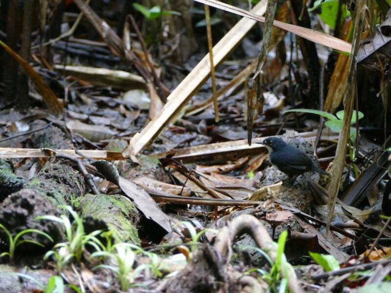 Bahia-Tapaculo, Fotos 4