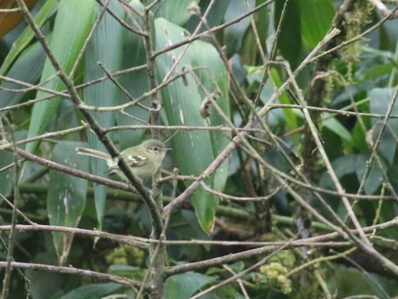 Bahia-Blattmann, Fotos 2