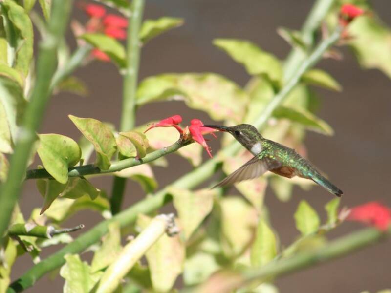 Colibri des Bahamas, Photos 3