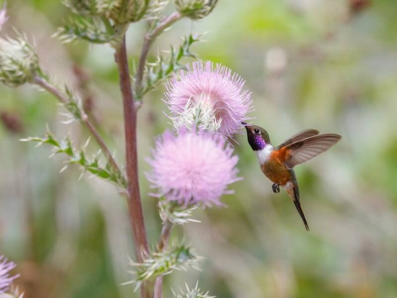 Colibri des Bahamas, Photos 4