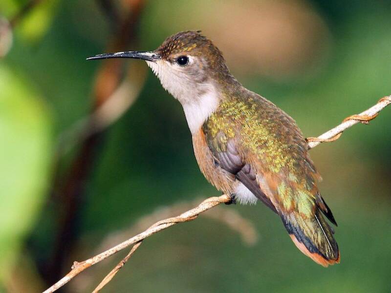 Bahama Woodstar (Nesophlox evelynae)