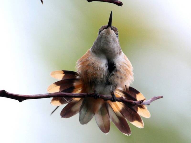 Colibri des Bahamas, Photos 2