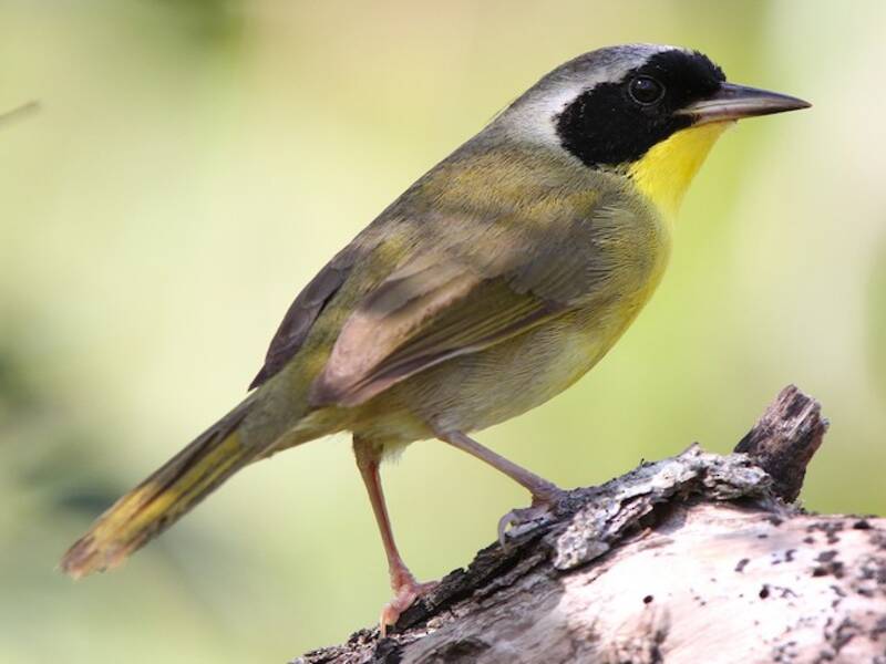 Bahama Yellowthroat