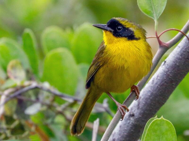 Bahama Yellowthroat, 照片 3