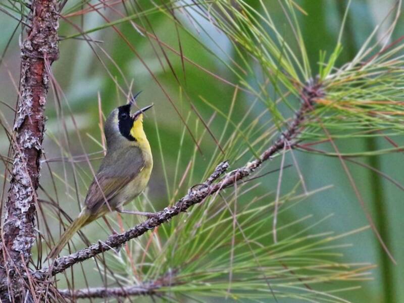 Bahama Yellowthroat, 照片 4