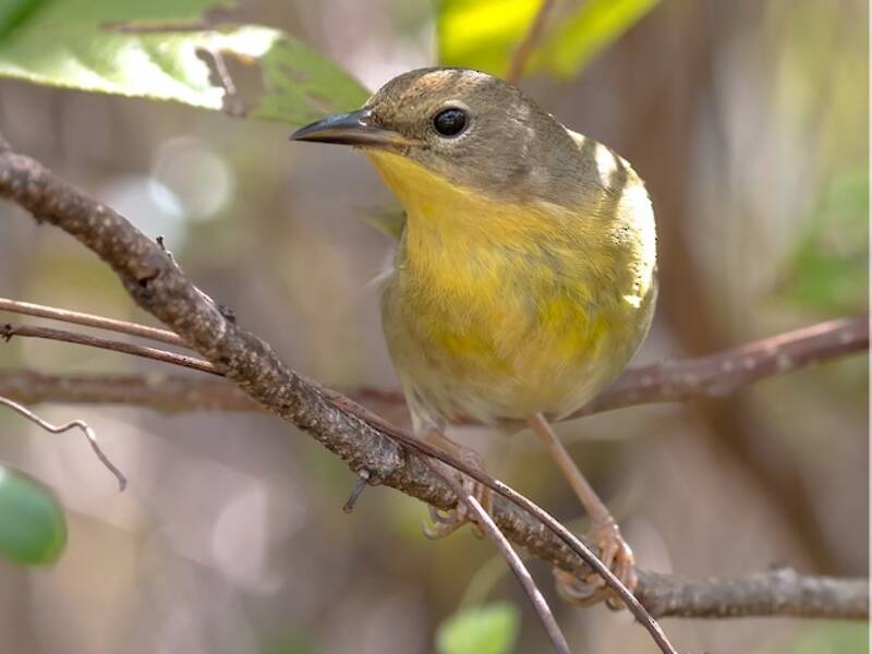 Bahama Yellowthroat, 照片 2