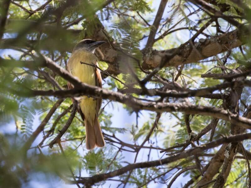 Baird's Flycatcher