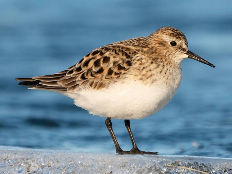 Baird's Sandpiper, 照片 2