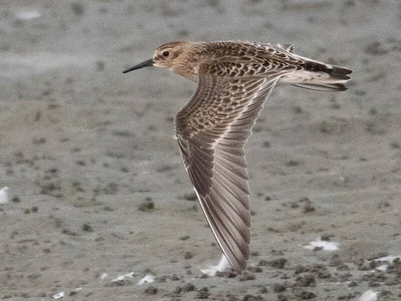 Baird's Sandpiper, 照片 4