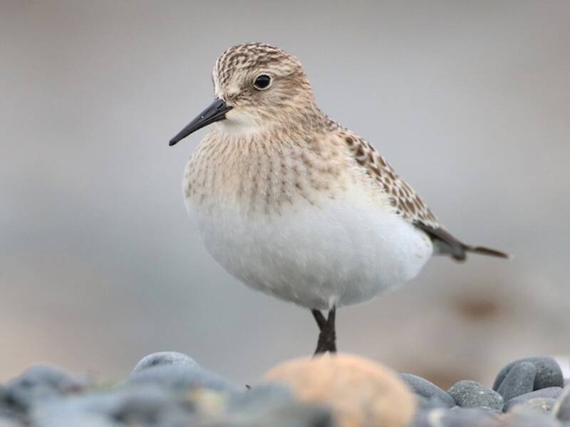 Baird's Sandpiper, 照片 3