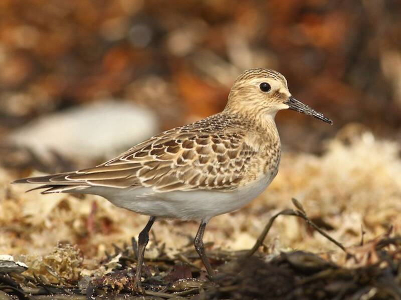 Baird's Sandpiper - Calidris bairdii
