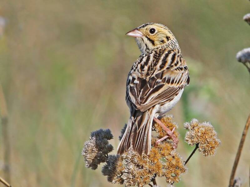 Baird's Sparrow, 照片 3