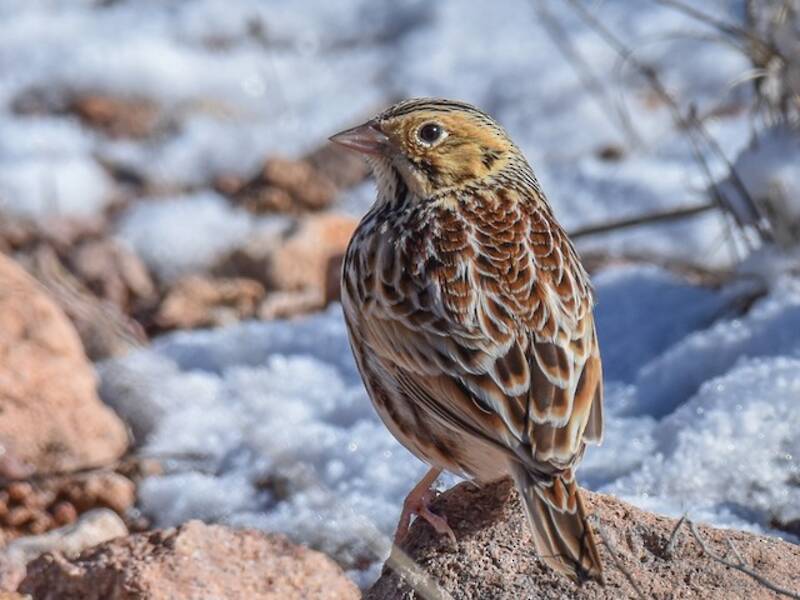 Baird's Sparrow, 照片 2