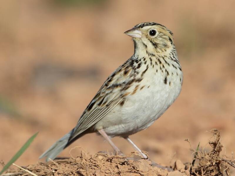 Baird's Sparrow, 照片 4