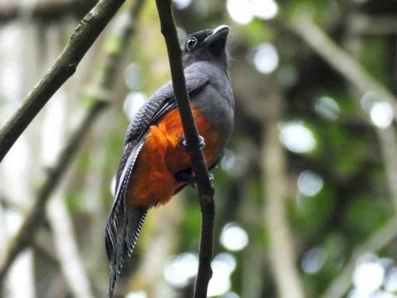 Trogone di Baird, Foto 4