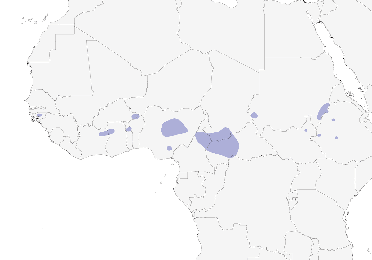 Combassou de Barka, Distribution 1