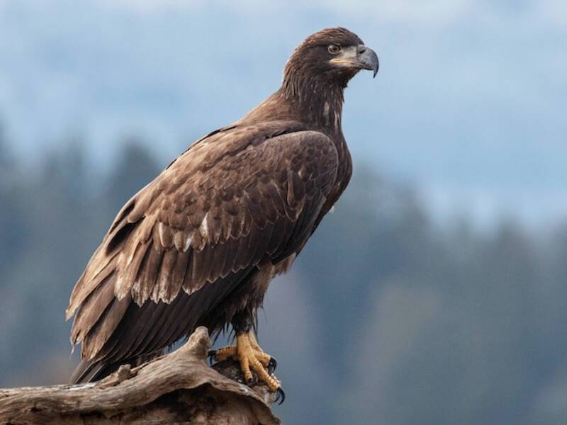 Bald Eagle (Haliaeetus leucocephalus)