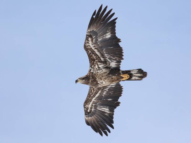 Bald Eagle, 照片 2