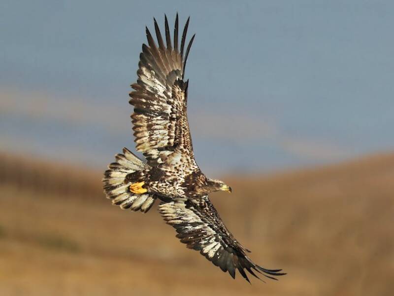Bald Eagle, 照片 3