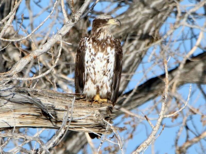 Bald Eagle, 照片 4