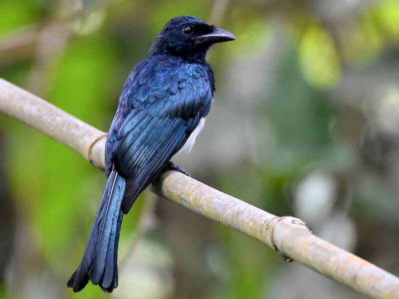 Balicassiao-Drongo