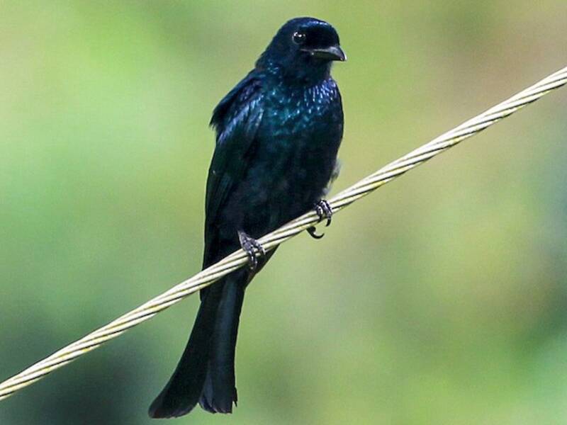 Balicassiao-Drongo, Fotos 3