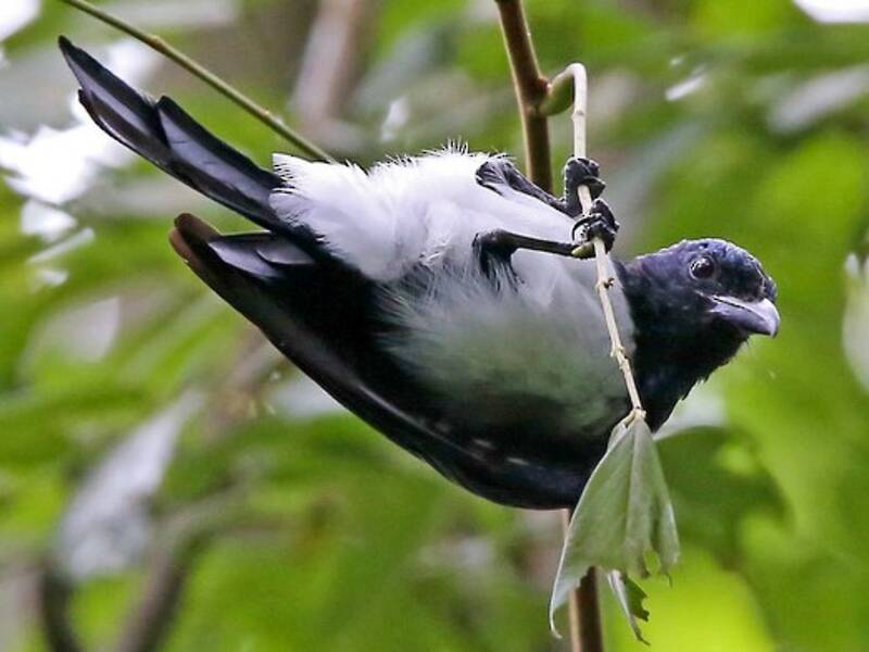 Balicassiao-Drongo, Fotos 2