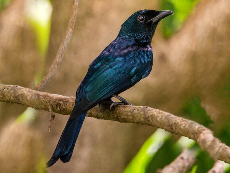 Balicassiao-Drongo, Fotos 4