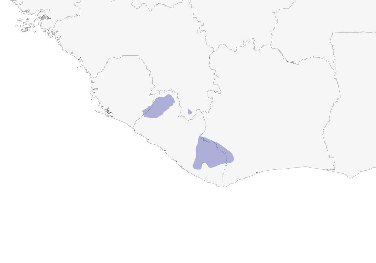 Gola Malimbe, 分布 1