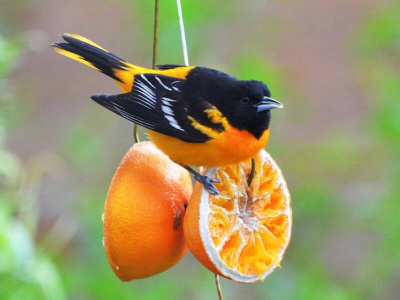 Baltimore Oriole (Icterus galbula)