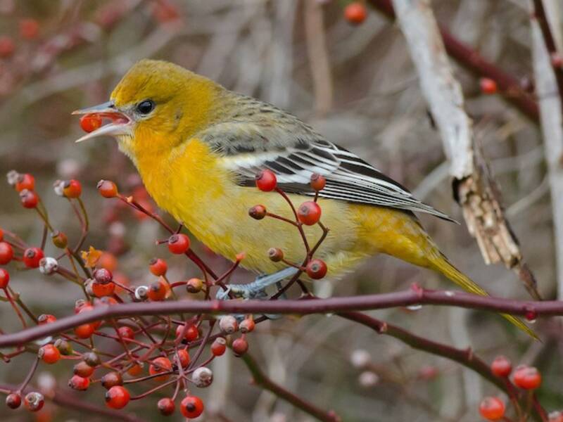 Baltimore Oriole, Photos 3