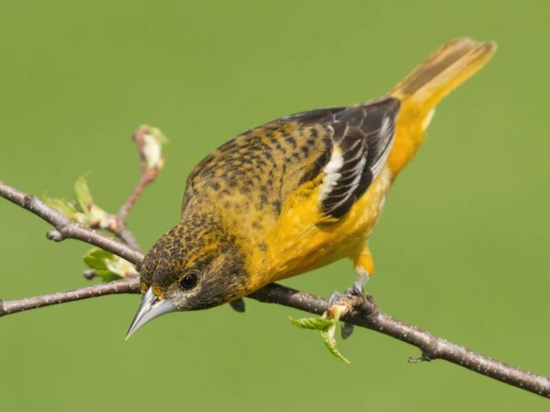 Baltimore Oriole, Photos 4