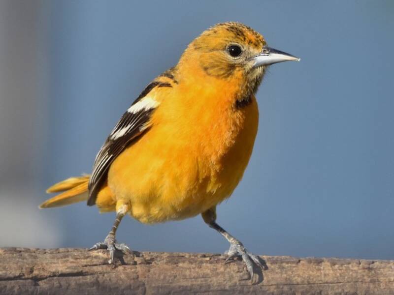 Baltimore Oriole, Photos 2