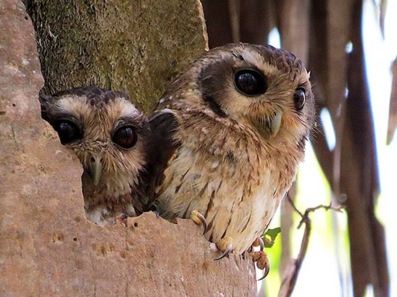 Bare-legged Owl, 照片 2