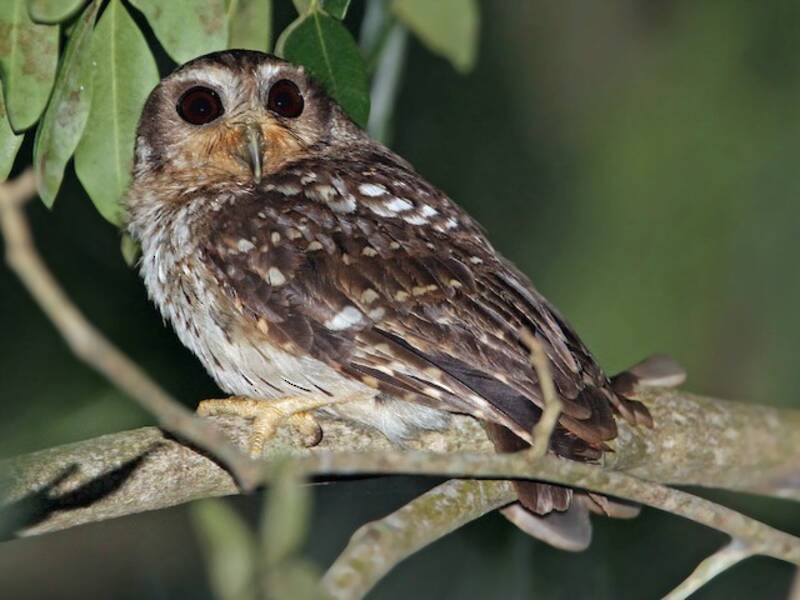 Bare-legged Owl, 照片 3