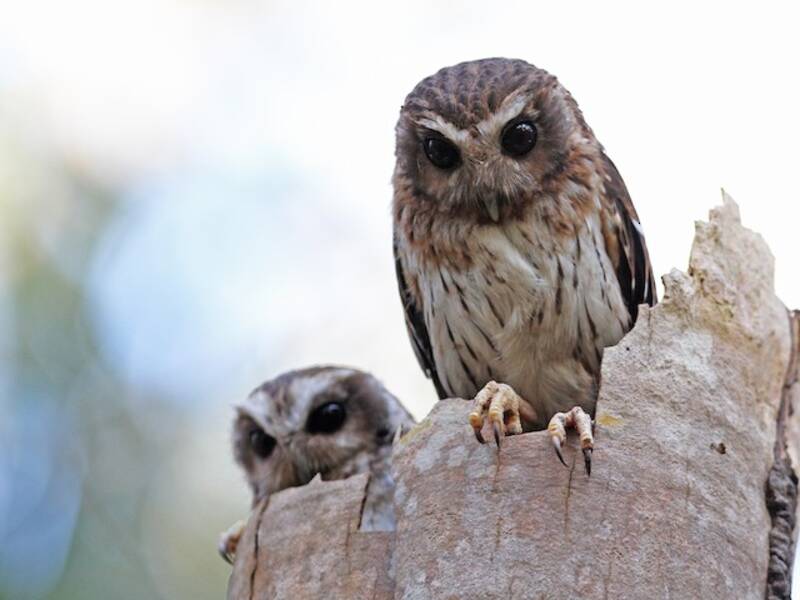 Bare-legged Owl, 照片 4